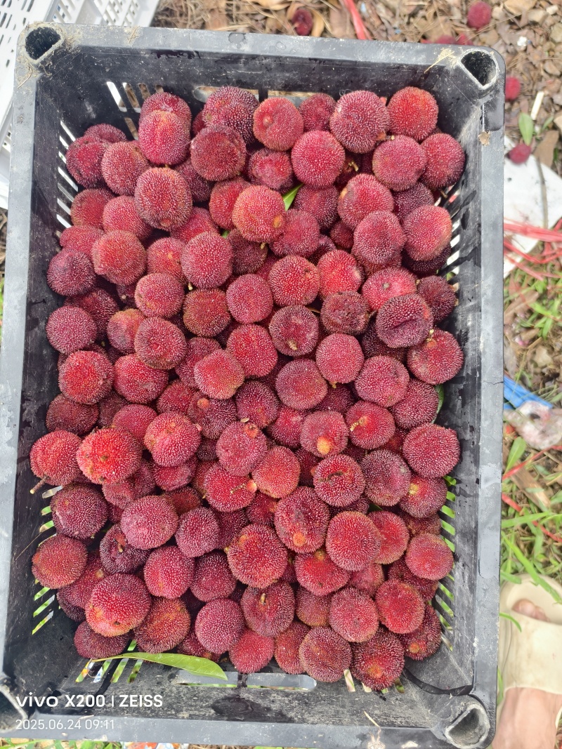 罐头杨梅