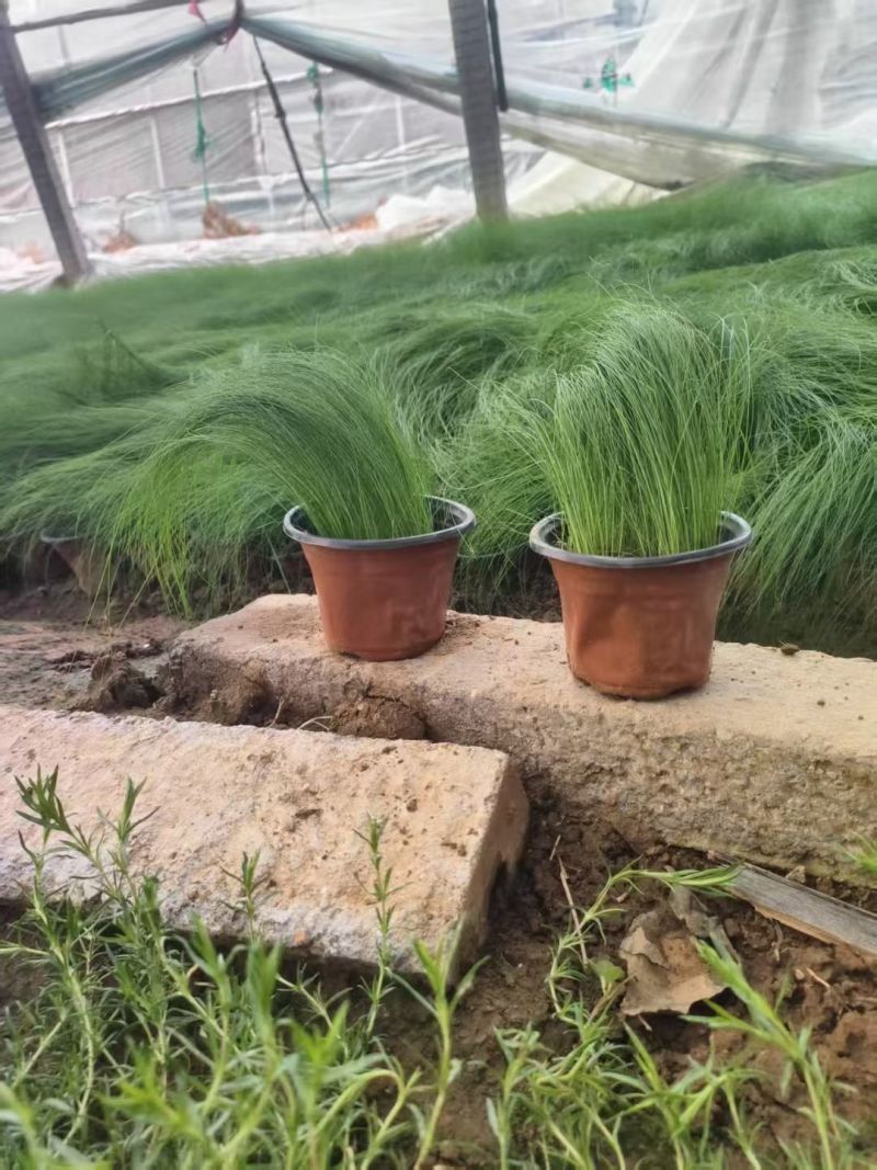 墨西哥羽毛草