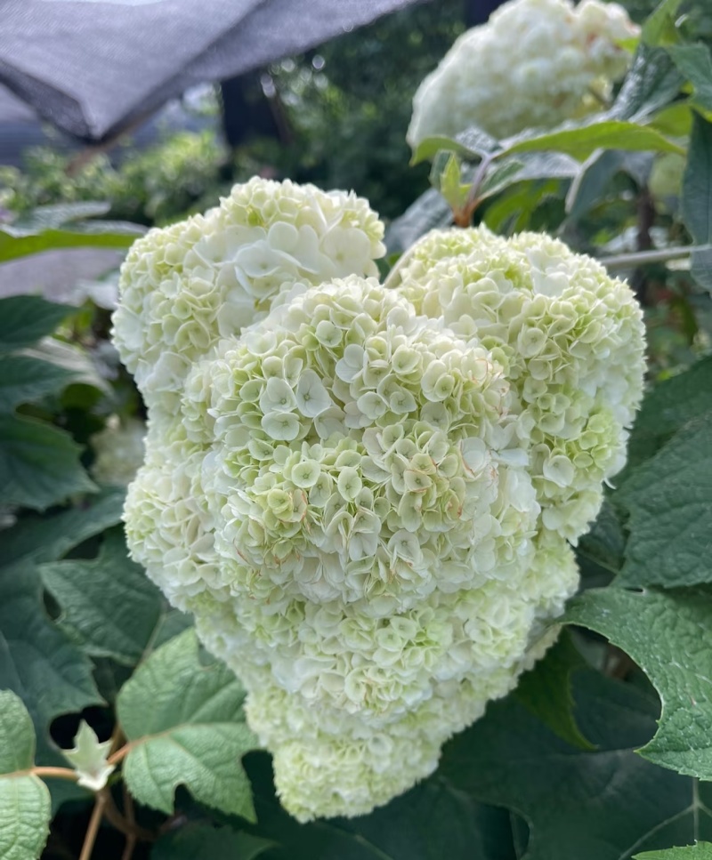 绣球和声，无纺布根系发达