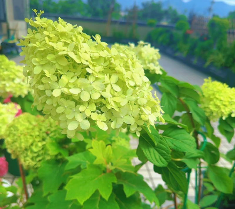绣球和声，无纺布根系发达