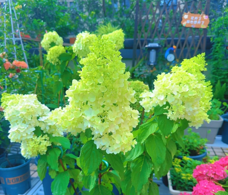 绣球和声，无纺布根系发达