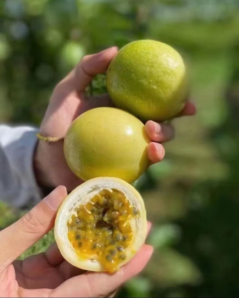 江西赣州寻乌钦蜜9号百香果