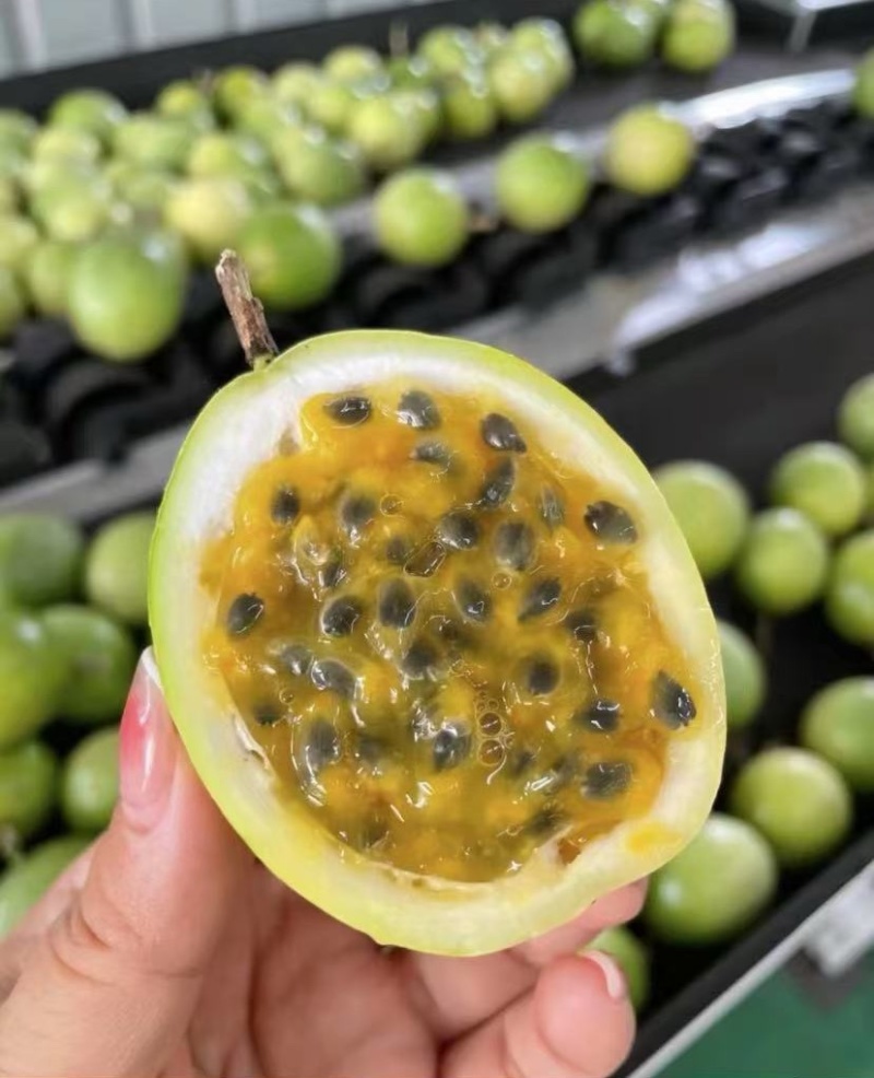 江西赣州寻乌钦蜜9号百香果