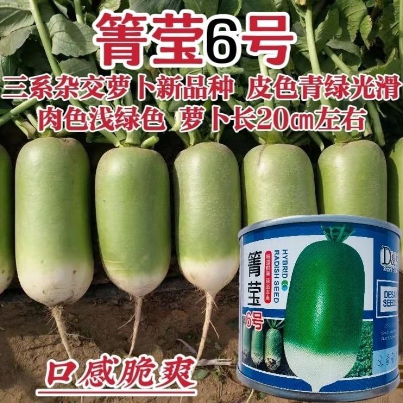 箐莹6号三系杂交青萝卜种籽青皮浅绿肉萝卜种子耐热夏秋季播