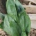 菠菜