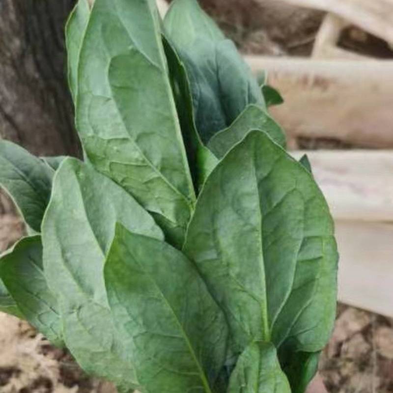 菠菜