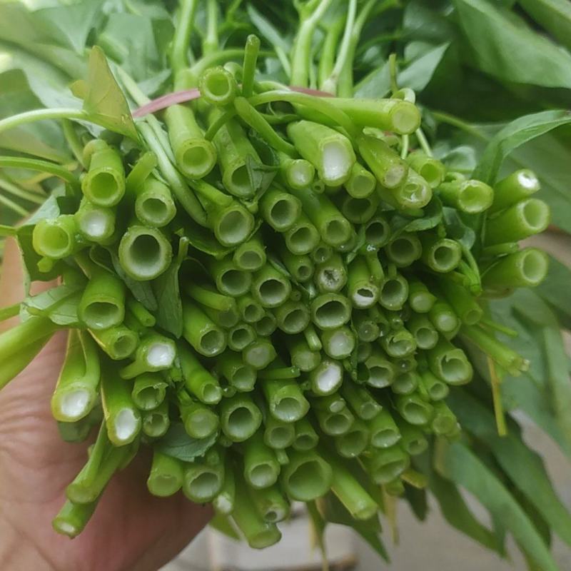 山东空心菜