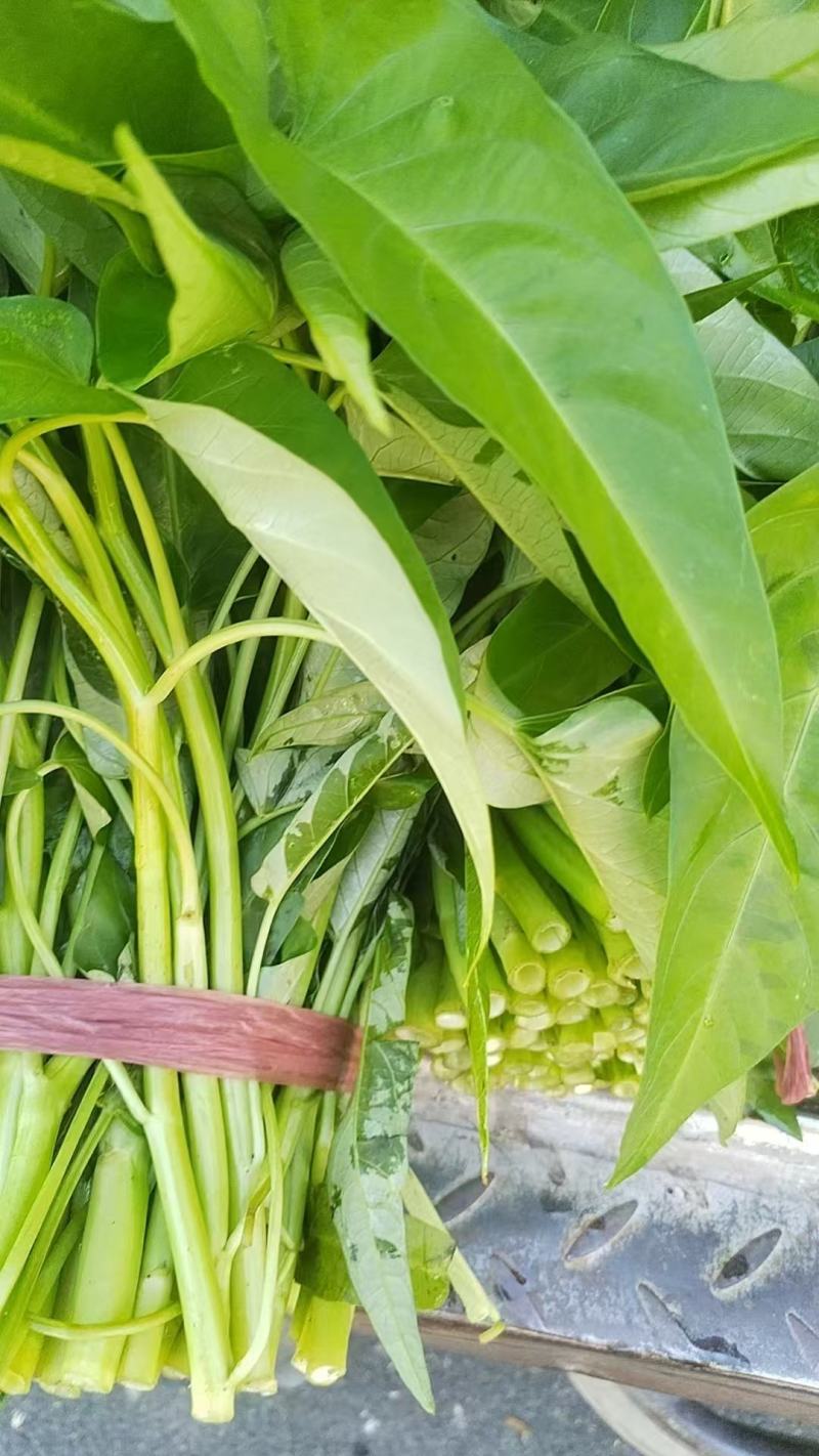 大量空心菜