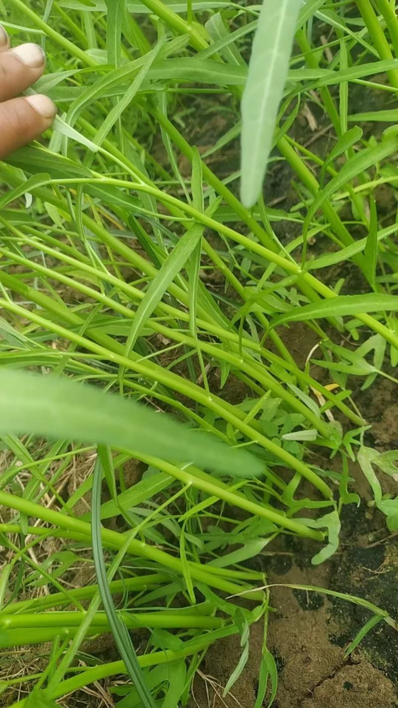 大量空心菜