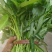 大量空心菜