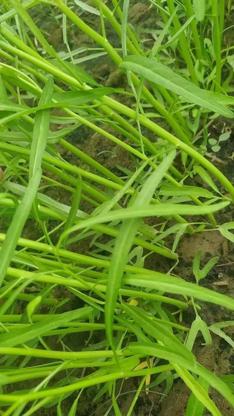 大量空心菜
