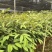 榴莲树苗，金枕、猫山王、黑刺、干尧、松鼠王……