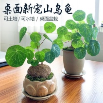山乌龟金不换植物盆栽圆叶懒人绿植爬藤观叶室内水培盆栽阳台客厅