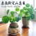 山乌龟金不换植物盆栽圆叶懒人绿植爬藤观叶室内水培盆栽阳台客厅
