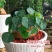 山乌龟金不换植物盆栽圆叶懒人绿植爬藤观叶室内水培盆栽阳台客厅