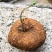 山乌龟金不换植物盆栽圆叶懒人绿植爬藤观叶室内水培盆栽阳台客厅