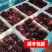 东北茉莉香葡萄非玫瑰香葡萄郁金香着色香新鲜无籽非提子顺丰包邮