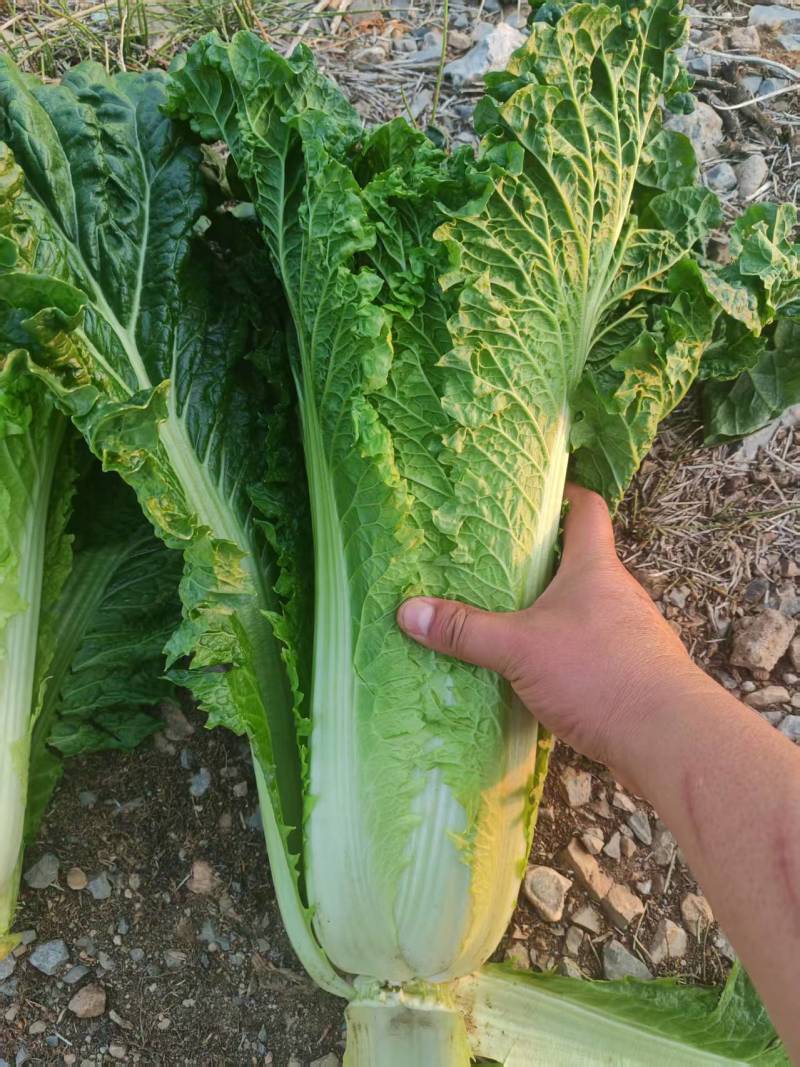 精品秋绿菜