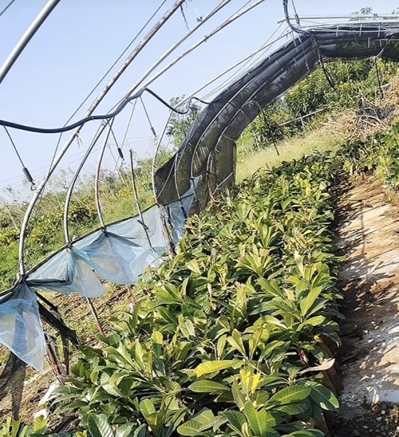 水果界新宠，妈咪果苗，原产于中美洲和加勒比地区‌