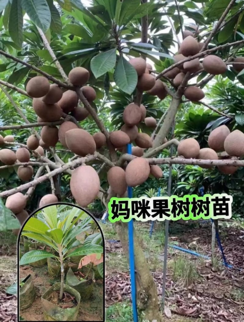 水果界新宠，妈咪果苗，原产于中美洲和加勒比地区‌