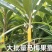 水果界新宠，妈咪果苗，原产于中美洲和加勒比地区‌