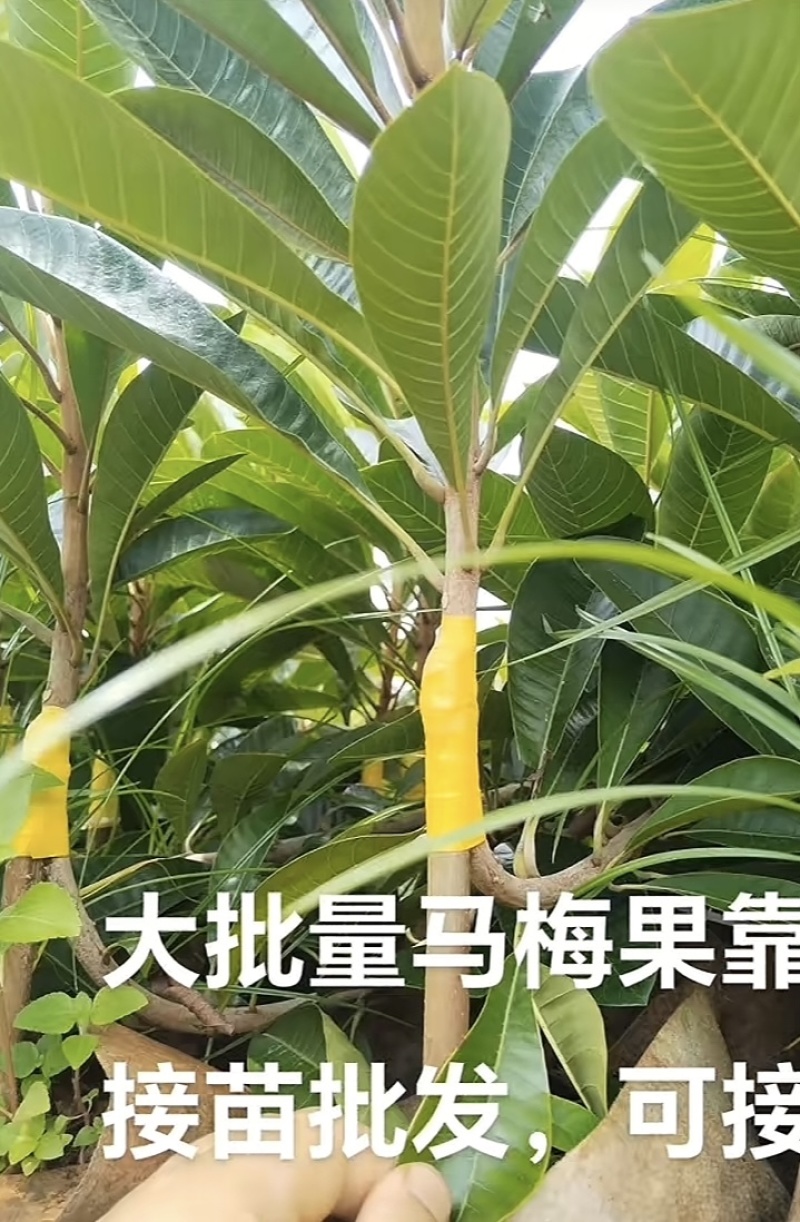 水果界新宠，妈咪果苗，原产于中美洲和加勒比地区‌