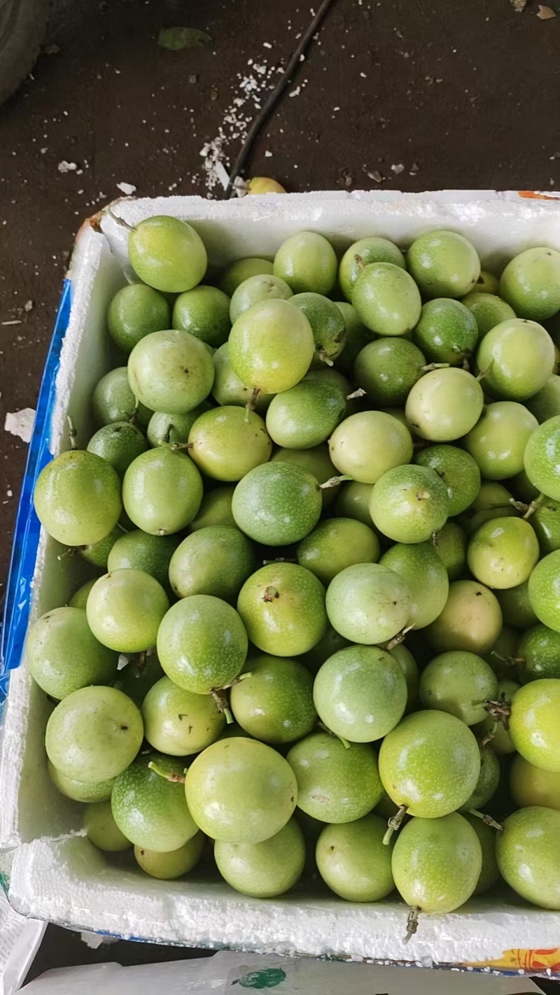 钦蜜9号黄金百香果强烈主推，每天大量发货！