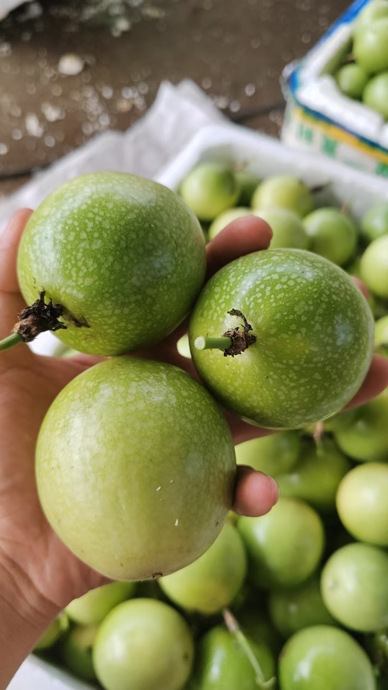 钦蜜9号黄金百香果强烈主推，每天大量发货！