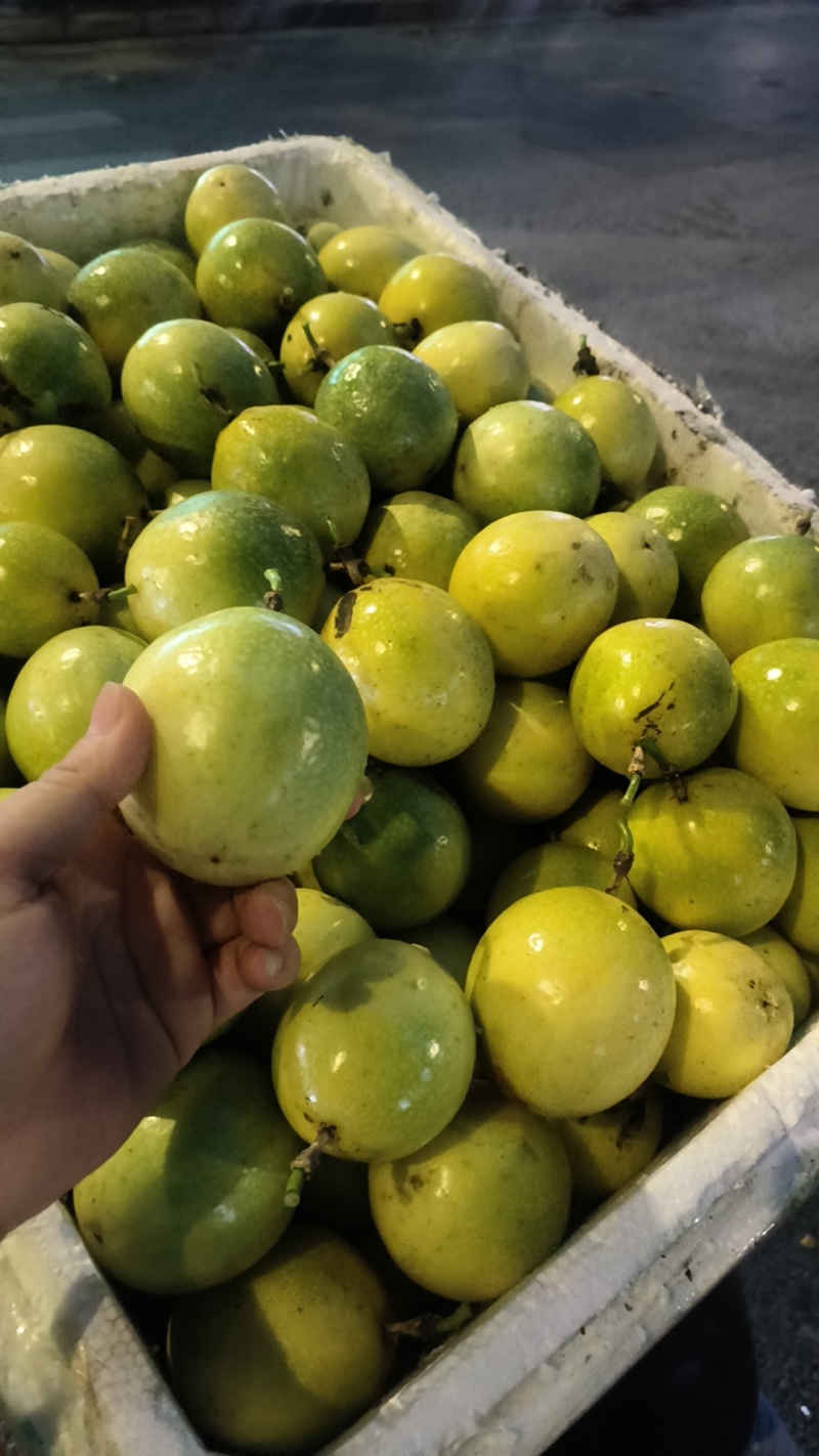 钦蜜9号黄金百香果强烈主推，每天大量发货！