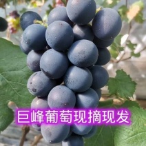 【推荐】大棚巨峰熟了口感好味道纯正需要的老板请联系