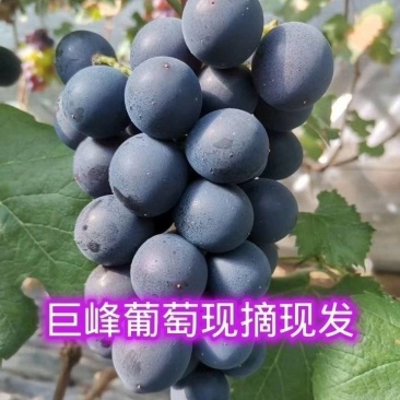 【推荐】大棚巨峰熟了口感好味道纯正需要的老板请联系