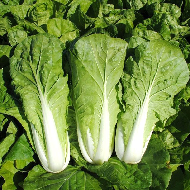 卡其口口香嫩奶油快菜种子四季速生甜脆奶油奶白菜