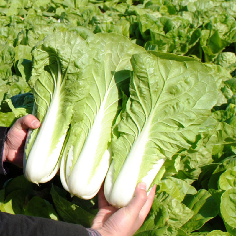 卡其口口香嫩奶油快菜种子四季速生甜脆奶油奶白菜