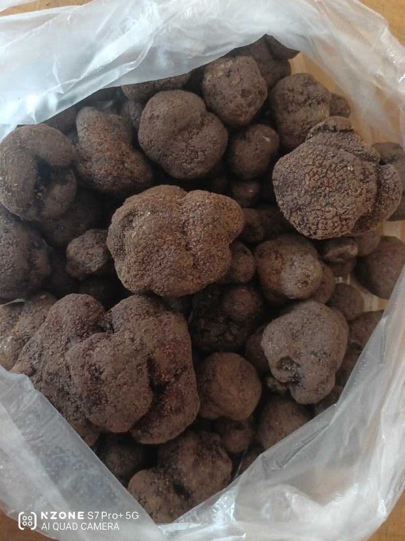 野生松茸
