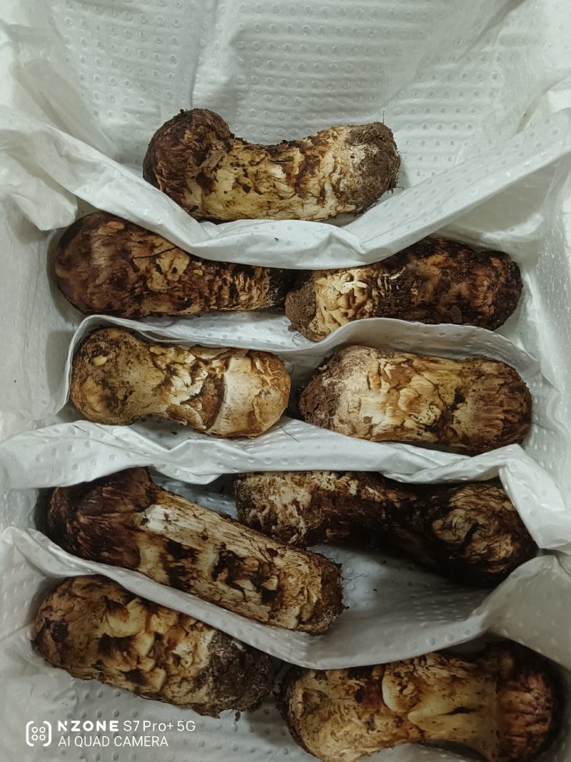 野生松茸
