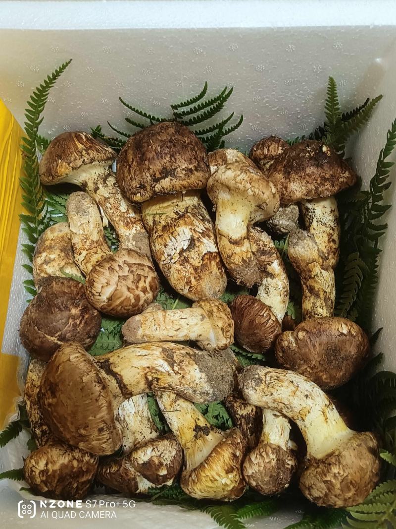 野生松茸
