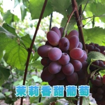 自家大棚茉莉香葡萄熟了，糖度22度，有量，价格规格齐全。