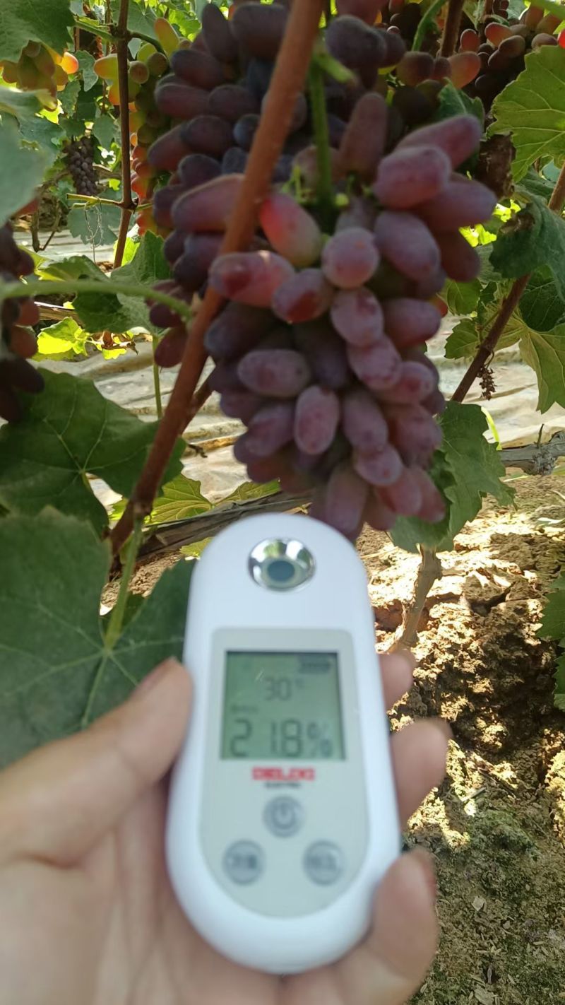自家大棚茉莉香葡萄熟了，糖度22度，有量，价格规格齐全。