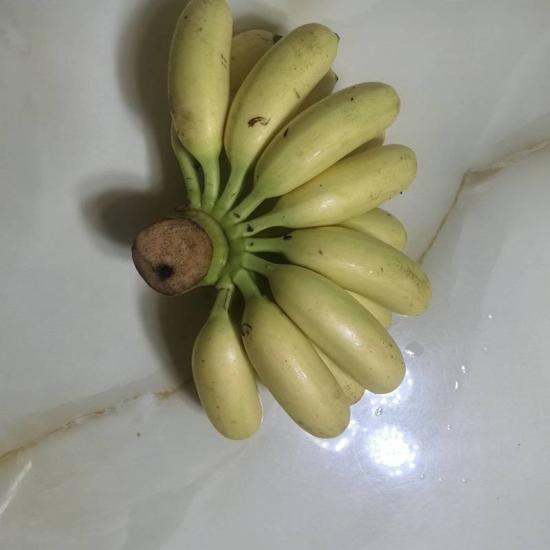 海南皇帝蕉大量走货质量保证一手货源量大优惠全国发货