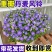 四季开花重瓣室内丹麦风铃盆栽养活花苞庭院阳台绿植防辐射花卉