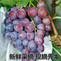 自家大棚玫瑰香葡萄已成熟有需要的老板联系我口感甜度佳