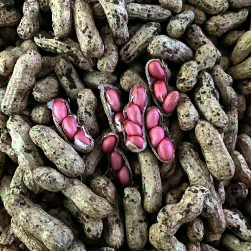 四粒红花生红皮花生产地直供大量供应品质好价格低