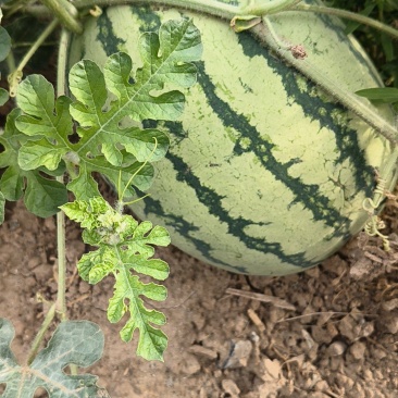 甜蜜蜜西瓜