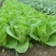 口口香绿奶油快菜种子小白菜种籽苗春秋冬季蔬菜种子小青菜种
