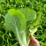 口口香绿奶油快菜种子小白菜种籽苗春秋冬季蔬菜种子小青菜种