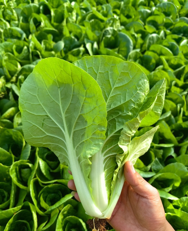 口口香绿奶油快菜种子小白菜种籽苗春秋冬季蔬菜种子小青菜种