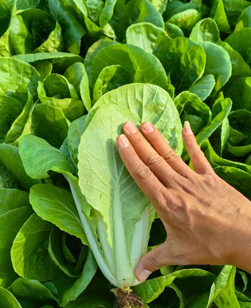 口口香绿奶油快菜种子小白菜种籽苗春秋冬季蔬菜种子小青菜种