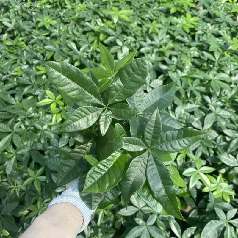 绿植发财树