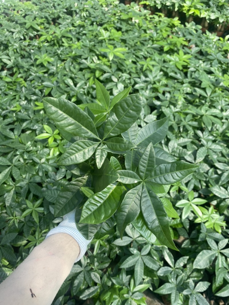 绿植发财树