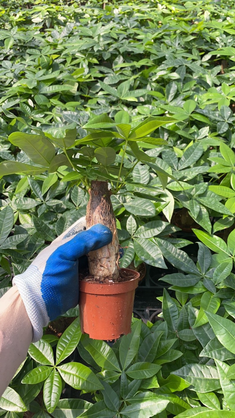 绿植发财树